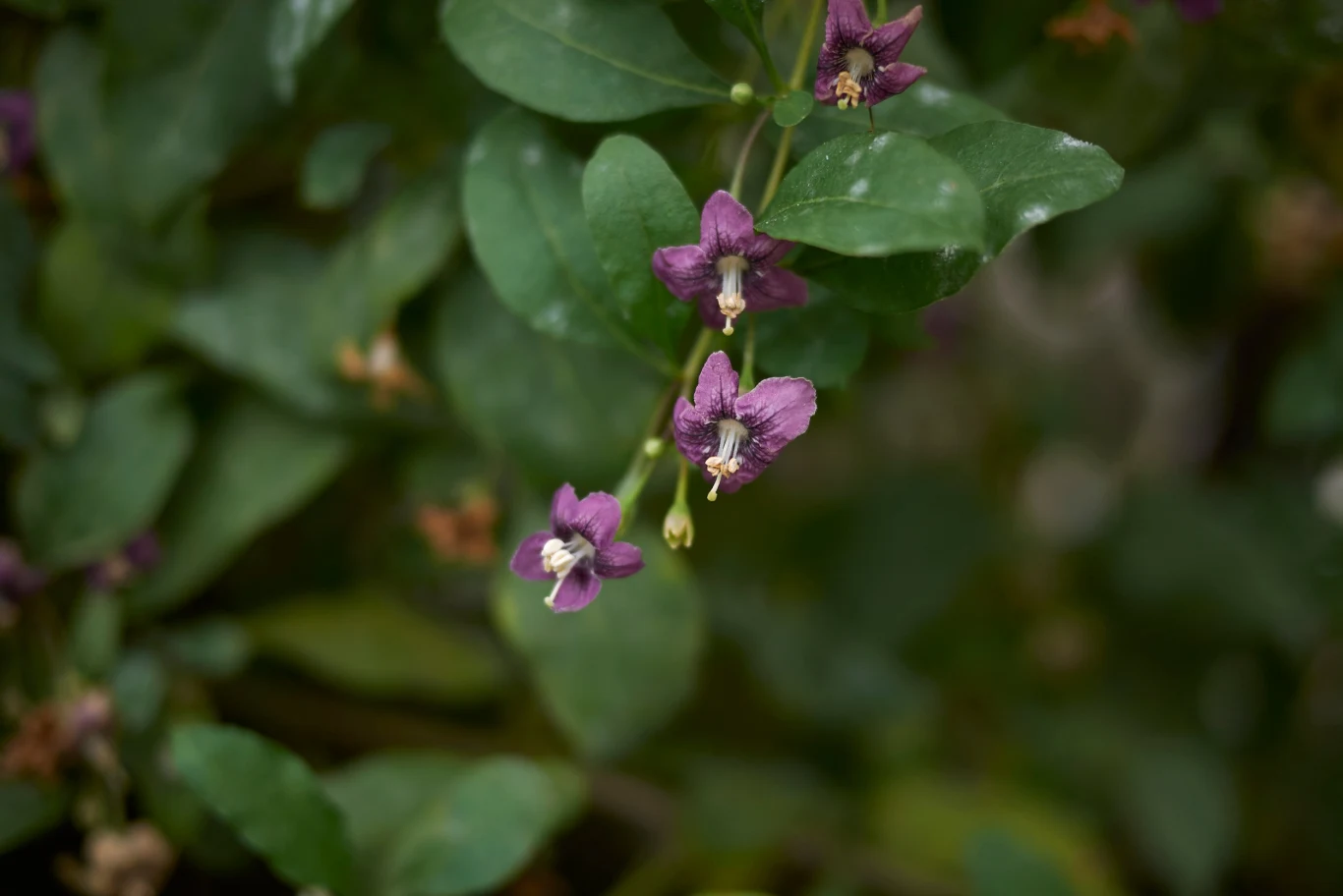 Ozdobą kolcowoju chińskiego, czyli jagody goji są kwiaty