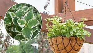 Komarzyca nadaje się również do sadzenia w ogrodzie i na tarasie.