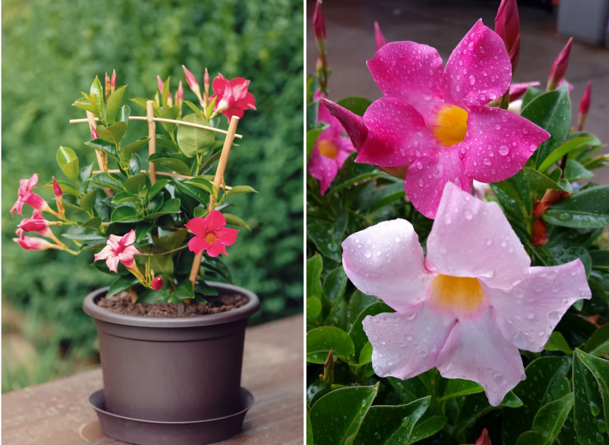 Mandevilla