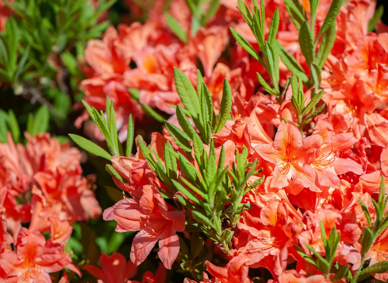 Azalia japońska wymaga osłoniętego stanowiska