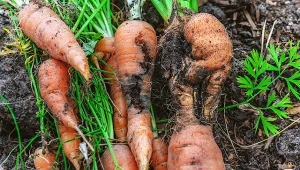 Szdkoniki marchwii mogą znacznie obniżyć plony.