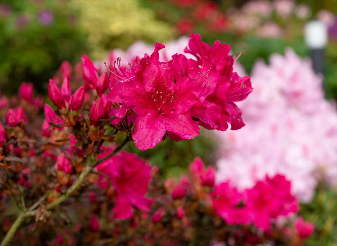 Azalia japońska występuje w wielu wersjach kolorystycznych