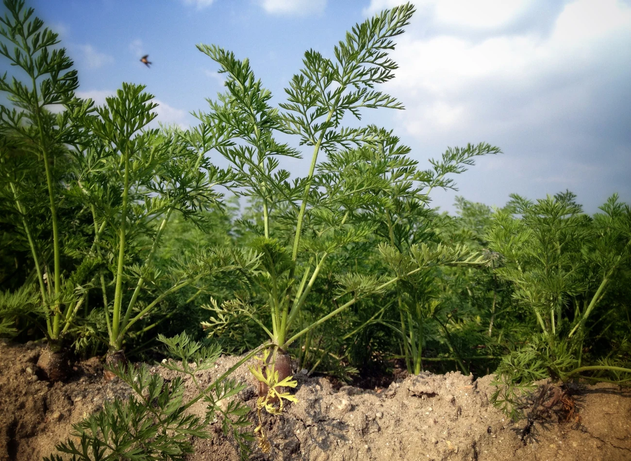 Szkodniki bardzo często podgryzają korzenie marchwi