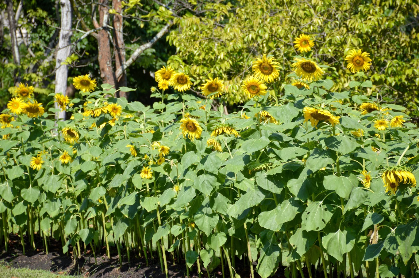Uprawa słonecznika nie jest skompplikowana