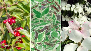 Derenie cechuje atrakcyjny wygląd i niewielkie wymagania uprawowe. Fot. 123RF/PICSEL/Getty Images