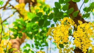 Złotokap wyróżnia się charakterystycznymi kwiatami zebranymi w grona