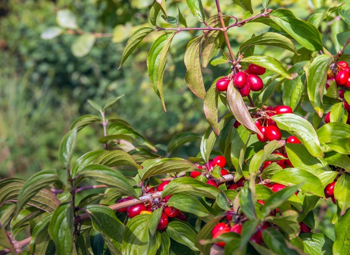 Dereń jadalny jest rośliną mało wymagającą i prostą w uprawie