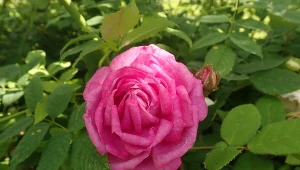 óża stulistna bywa nazywana również różą mchową