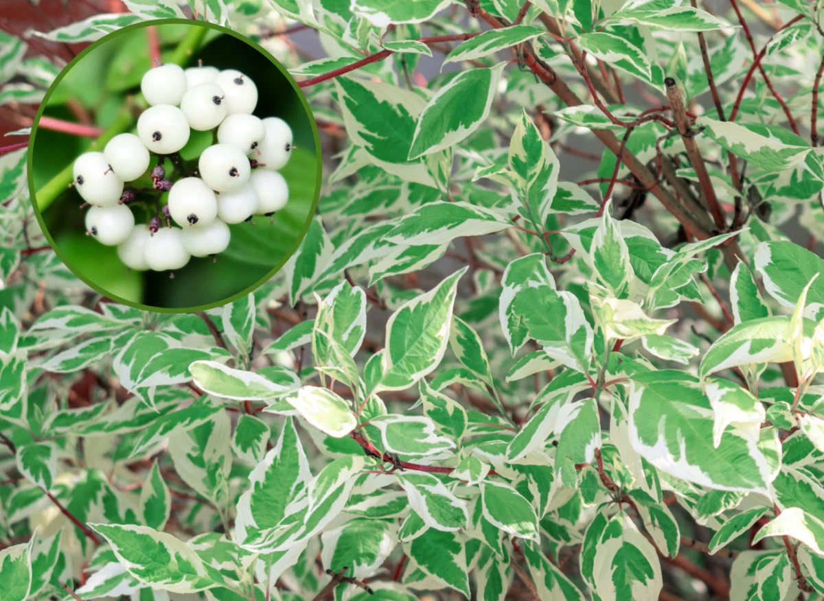Dereń biały posiada dekoracyjne owoce