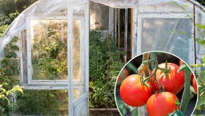 Pomidory są roślinami stosunkowo łatwymi w uprawie.