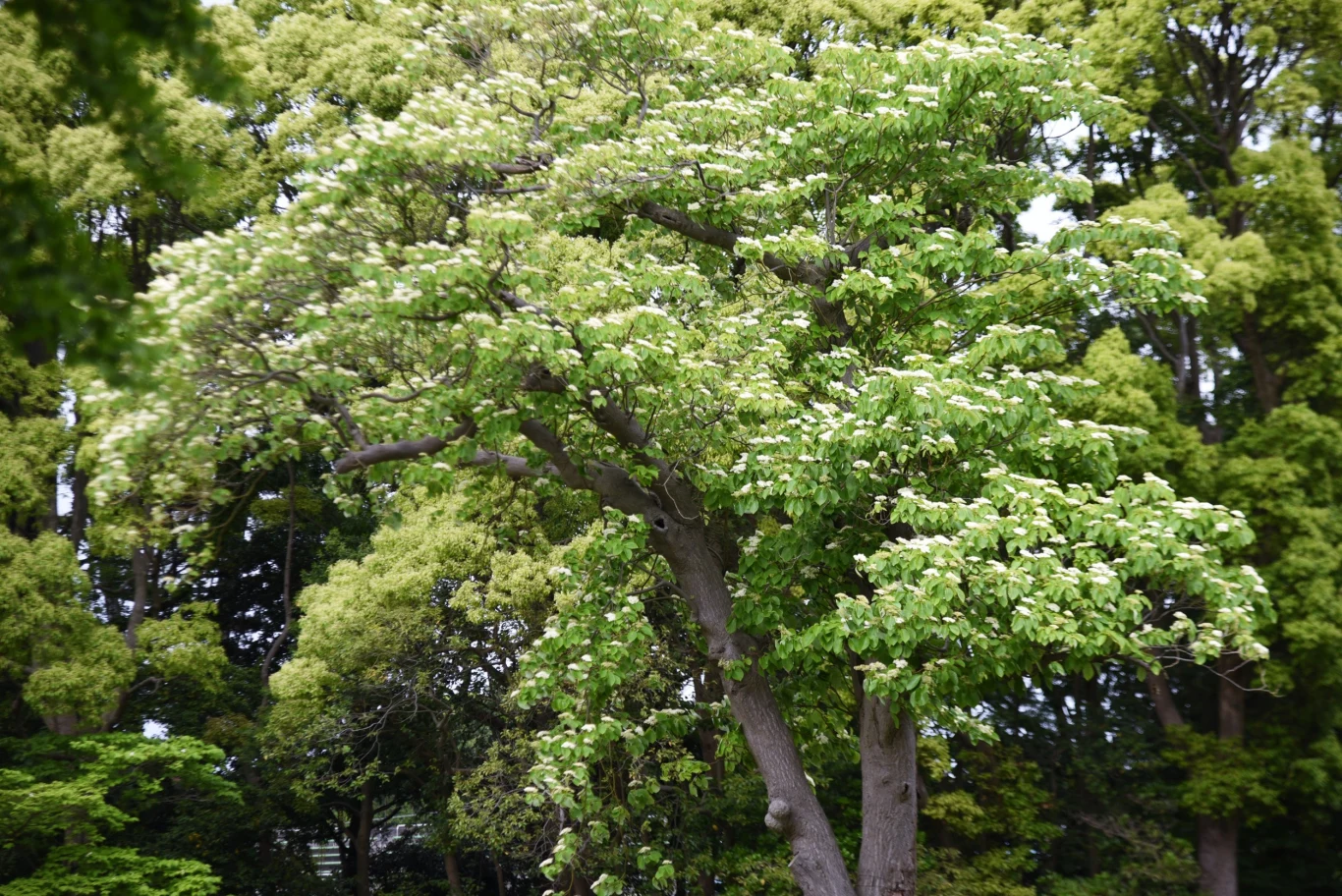 Dereń pagodowy osiąga imponujące rozmiary