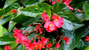 Begonia dragon sprawdzi się świetnie przy aranżacji ogrodu, balkonu czy tarasu.