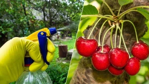 Opryski to najlepszy sposób, aby pozbyć się chorób i szkodników na czereśniach.