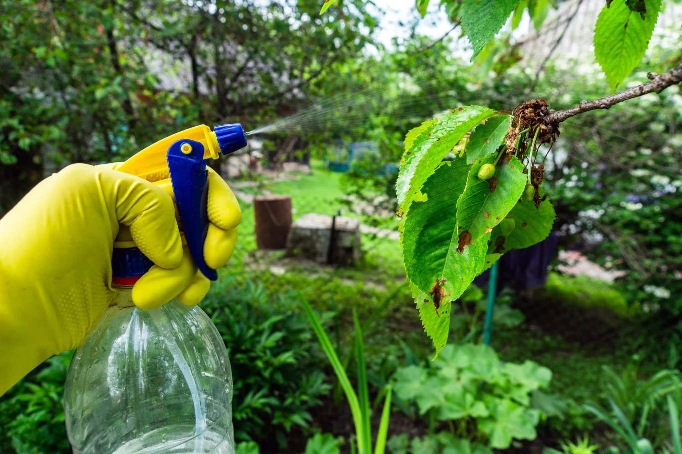 Chemiczne opryski są skuteczne, jednak zawsze należy działać zgodnie z instrukcją na opakowaniu