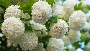 Kalina koralowa - uprawa, pielęgnacja, przycinanie, kwitnienie