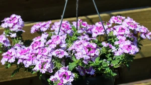 Werbena idealnie nadaje się do sadzenia w donicach i na letnich rabatach.