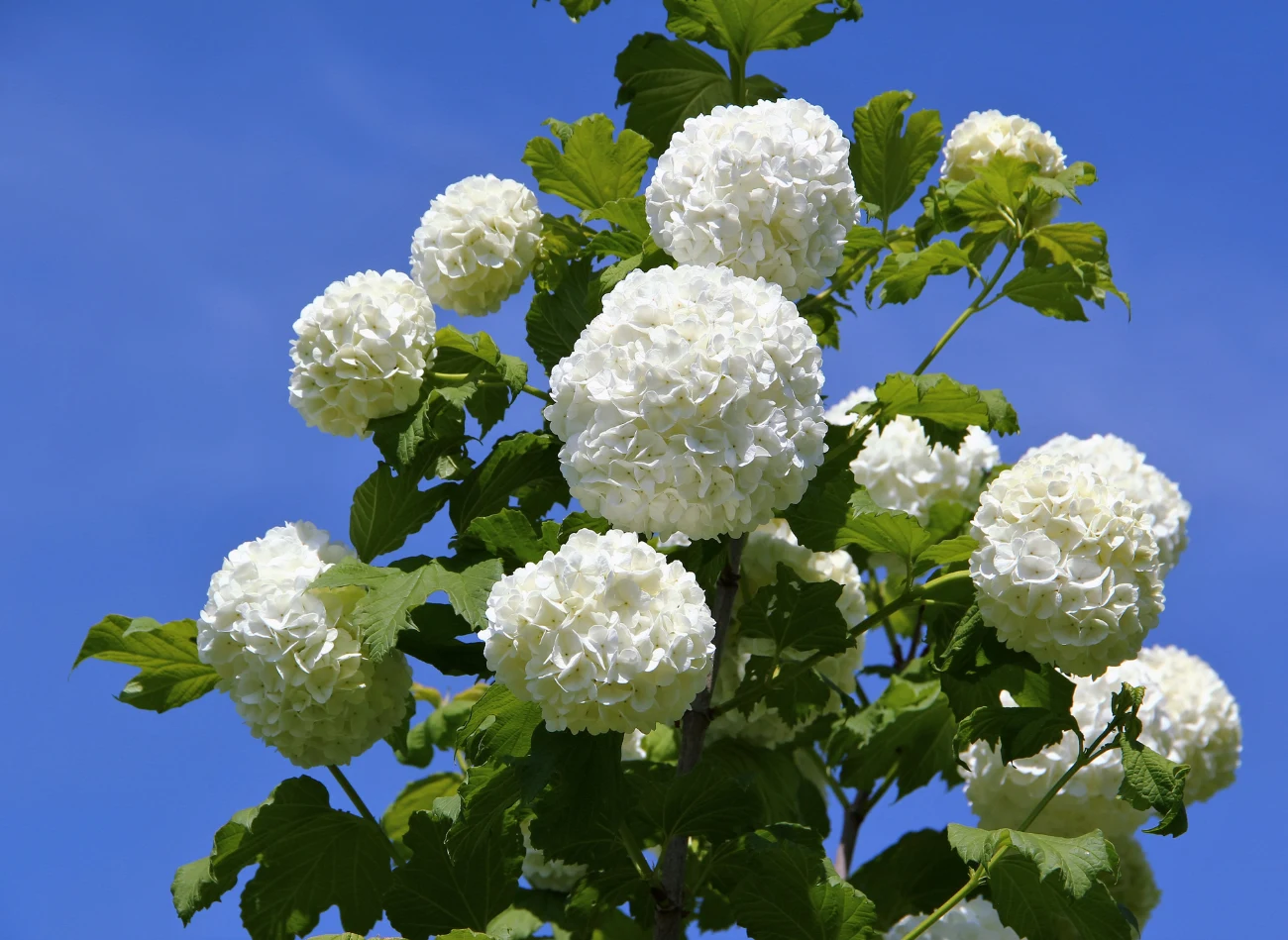 Kalina koralowa kwitnie na przełomie maja i czerwca