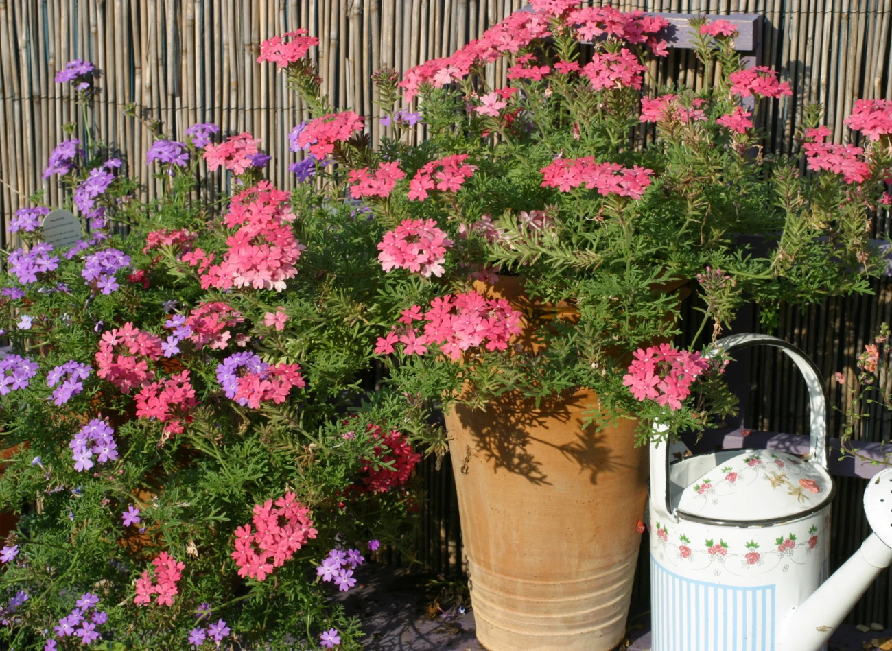 Werbena wymaga słonecznego stanowiska