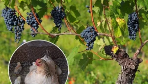 Nawożenie winorośli – kiedy, jak i czym winoroślą, by wydały obfity plon