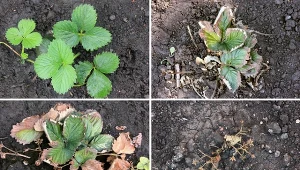 Truskawki mogą zostać zaatakowane przez wiele chorób i szkodników.