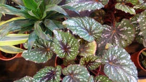 Popularność uprawy begonii królewskiej zawdzięcza się przede wszystkim jej pięknym, barwnym i wzorzystym liściom.