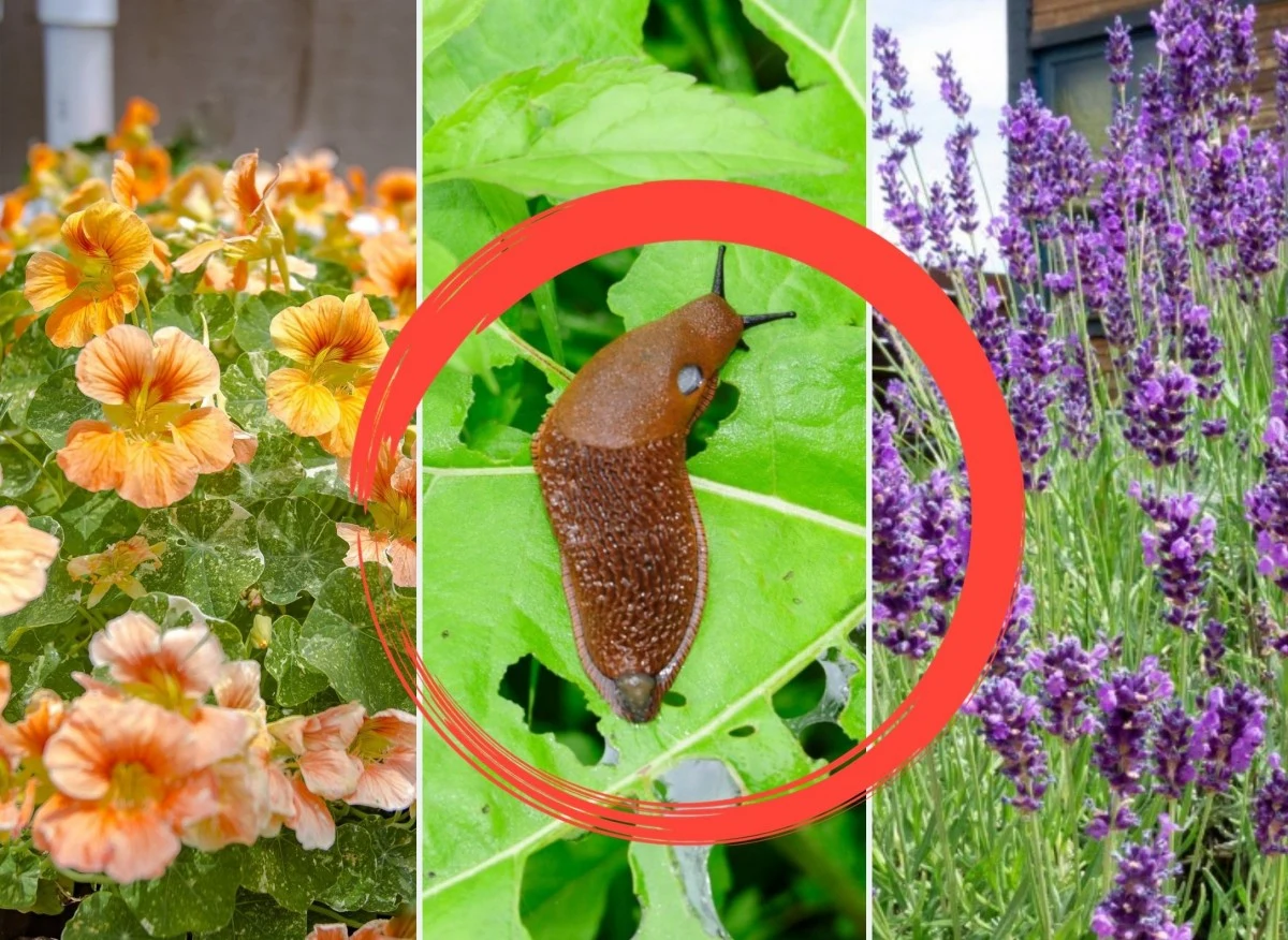 Sprawdź, które rośliny skutecznie odstraszają ślimaki