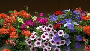 Surfinie i pelargonie mają specyficzne wymagania glebowe.