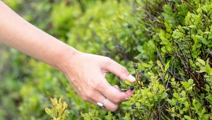 Jak uprawiać krzewy owocowe?