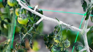 Wiosenne przymrozki są szczególnie niebezpieczne dla pomidorów.