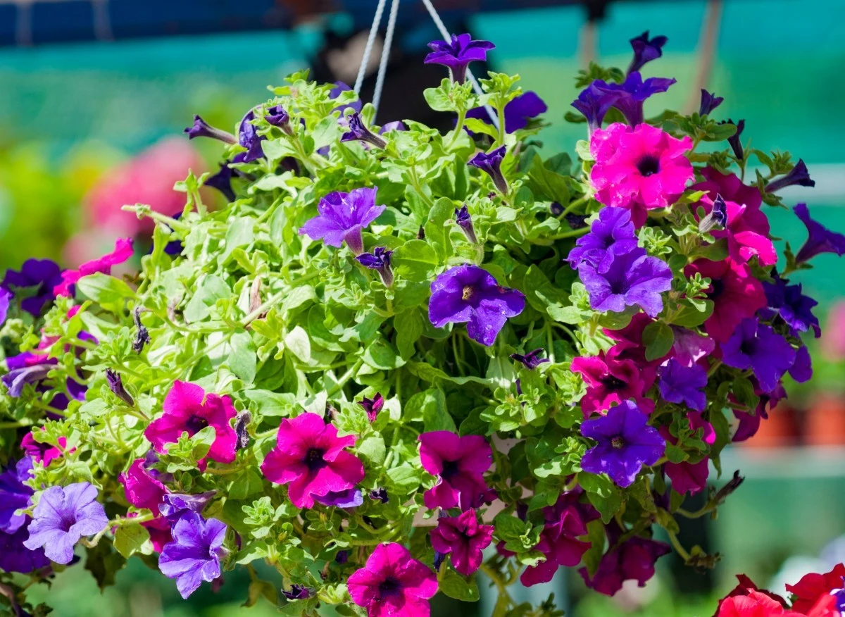 Surfinia jest wymagającą, ale bardzo wdzięczną rośliną