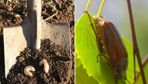 Chrabąszcze majowe to jeden z najgroźniejszych wrogów każdego ogrodnika.
