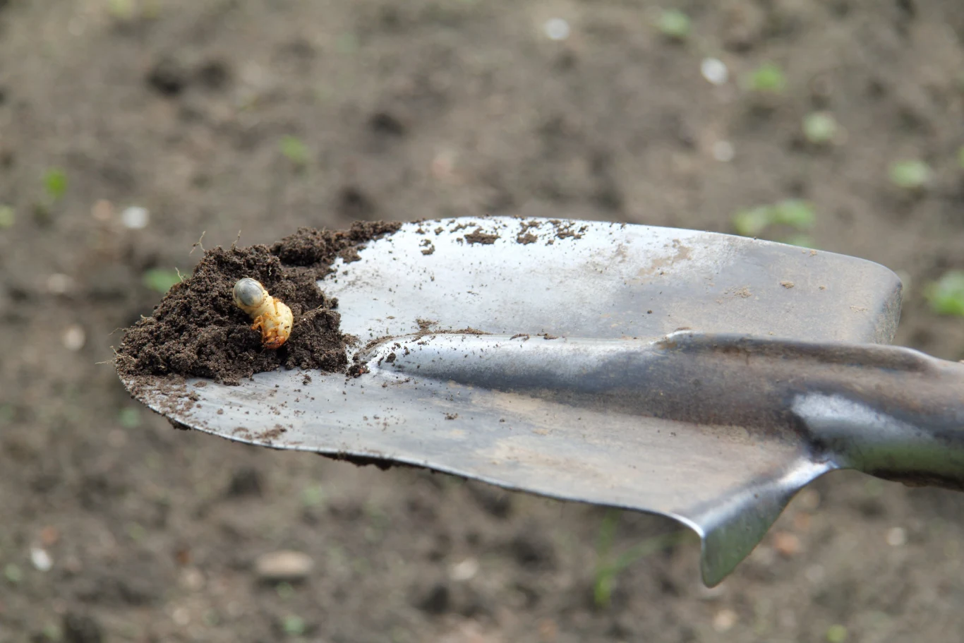 Chrabąszcz majowy jest szczególnie niebezpieczny dla upraw w drugim stadium, gdy jest larwą