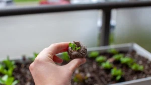 Krążki torfowe są stosowane do uprawy roślin w zastępstwie doniczek z podłożem