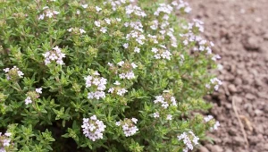 Macierzanka jest niską, zwartą byliną, która dorasta do około 10-30 cm wysokości.
