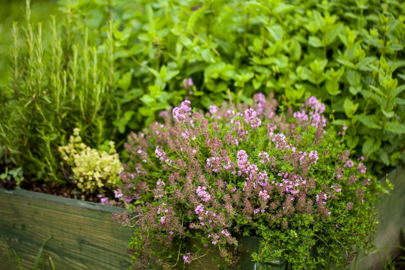 Macierzanka świetnie radzi sobie z długimi okresami suszy, za to nie lubi, gdy się ją przelewa