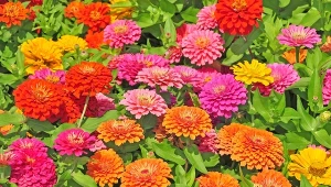 Ogród pełen barw bez dużego wysiłku. Babcie uwielbiały te kwiaty