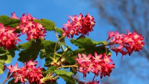 Porzeczka ozdobna chętnie uprawiana jest w przydomowych ogrodach