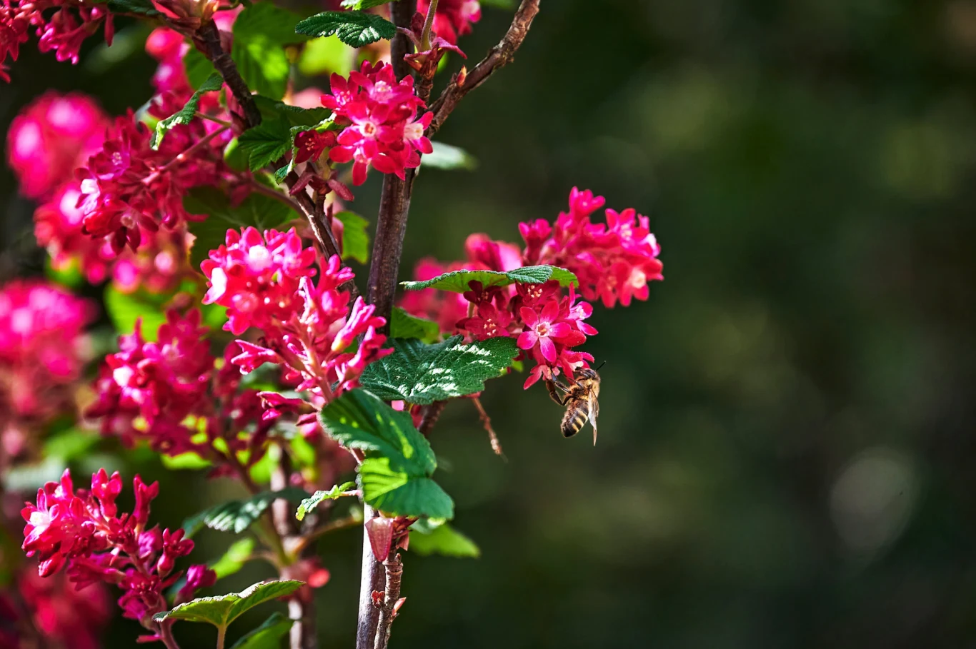 Porzeczka ozdobna nie wymaga wiele zabiegów, by zachwycała kwitnieniem