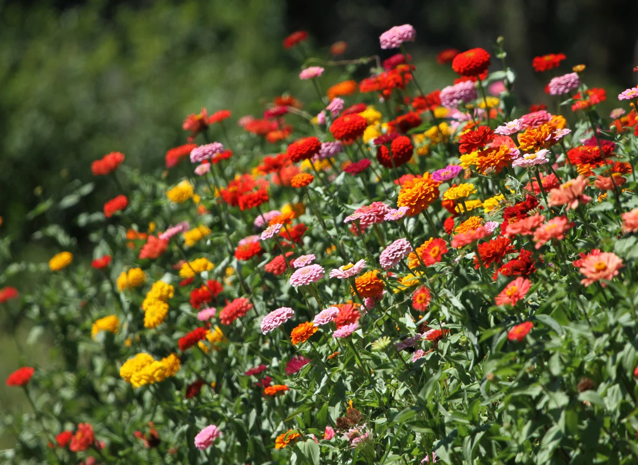 Cynie najlepiej prezentują się posadzone w grupach