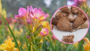 Frezja pięknie wygląda w ogrodzie, a do tego można ją wykorzystywać na kwiaty cięte do wazonu. Fot. 123RF/PICSEL/Getty Images