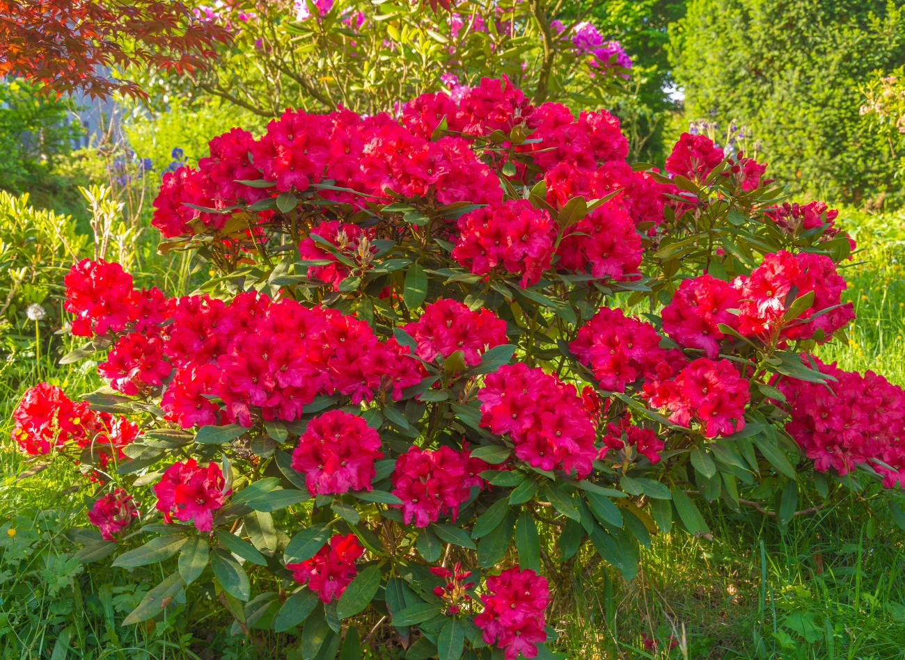 Rododendrony kwitną od kwietnia do czerwca