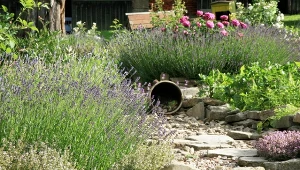Część ziół w ogrodzie wygląda bardzo dekoracyjnie. Warto je uprawiać nie tylko dla smaku!