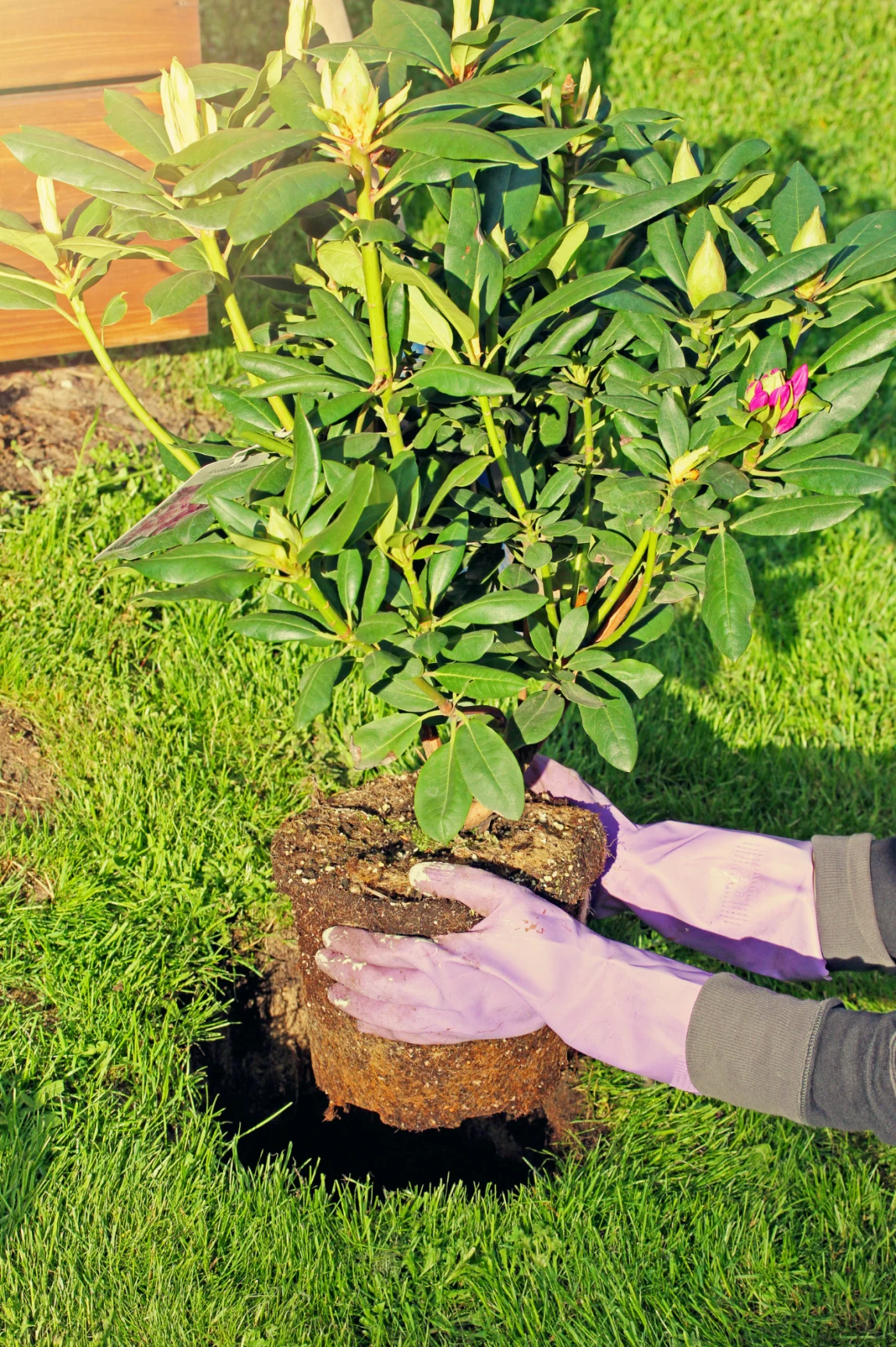 Sadzenie rododendronów to nic trudnego