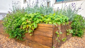 Podwyższane grządki sprawdzą się w dużych i małych ogrodach