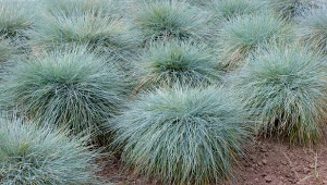 Kostrzewa sina to trawa posiadający niebiesko-popielaty odcień.