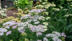 Krwawnik ogrodowy to odmiana krwawnika pospolitego