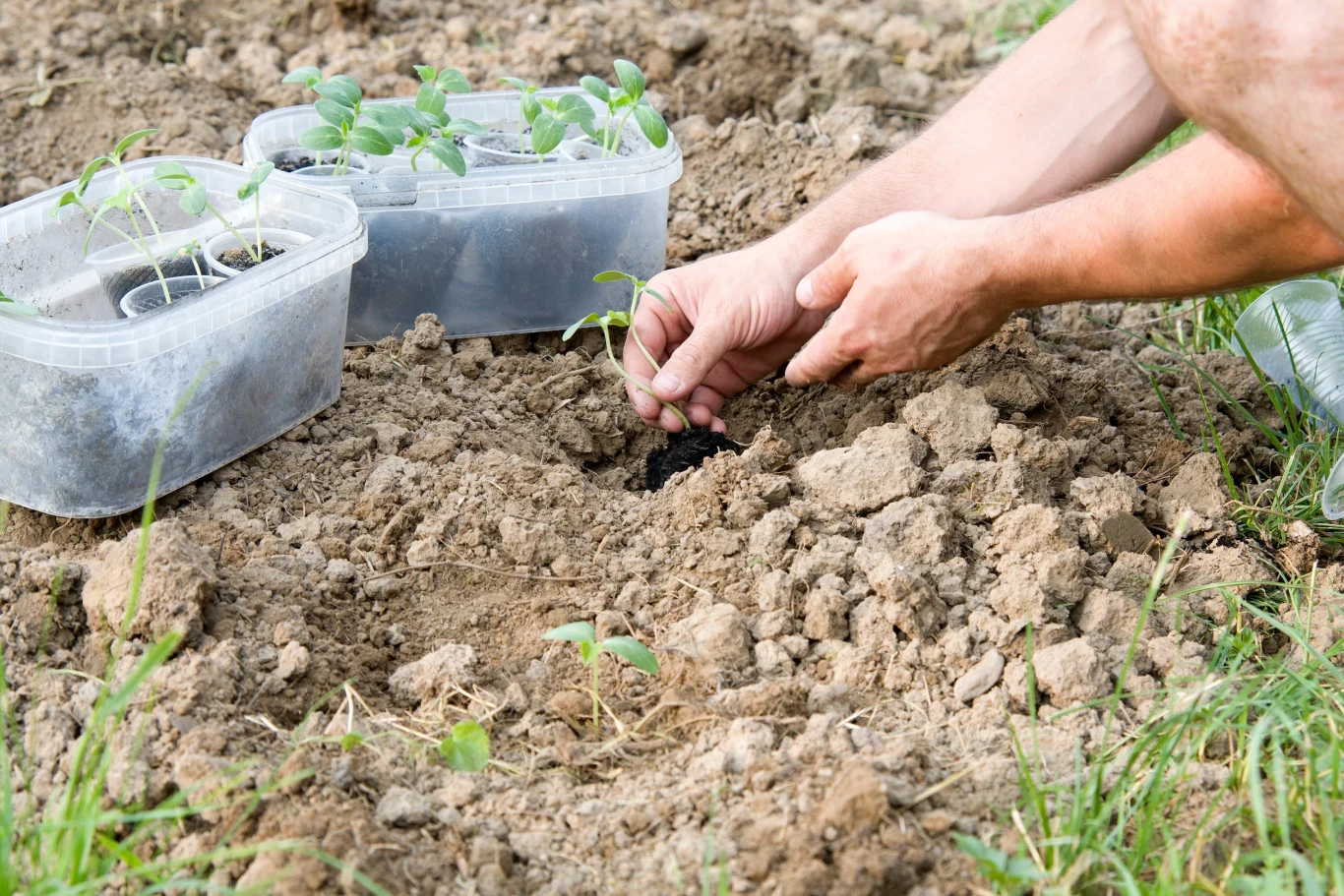 Ogórki lubią obfite podlewania zarówno przed, jak i po posadzeniu