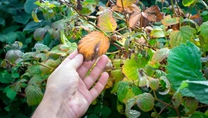 Maliny są proste w uprawie, ale mimo starań czasami łapią je groźne choroby