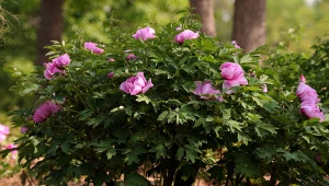 Piwonia drzewiasta dorasta pokaźnych rozmiarów.