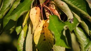 Fytoftoroza to groźna choroba grzybowa